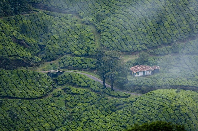 Munnar-Kerala-top-honeymoon-destination