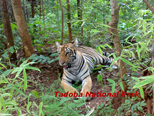 tadoba national park