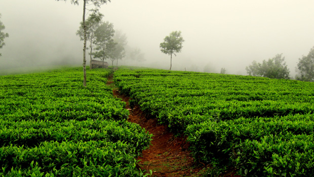 tea-garden-in-darjeeling